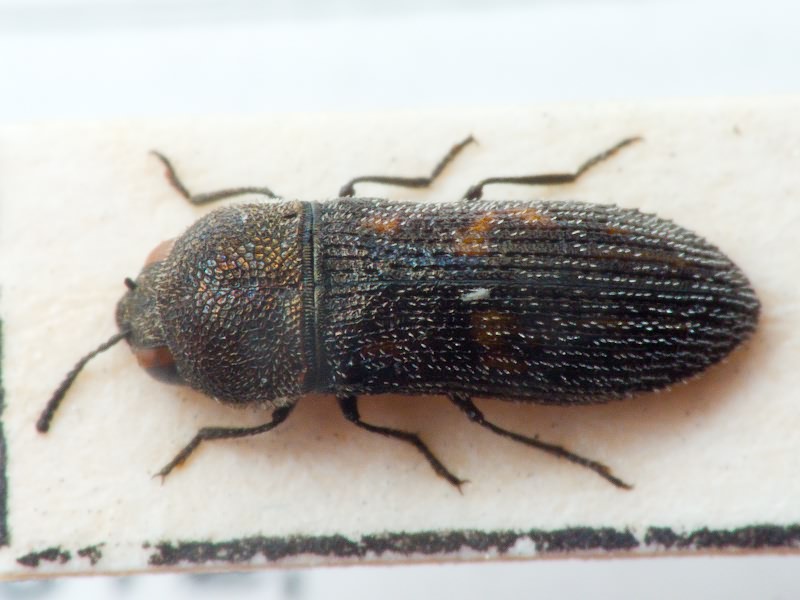 Acmaeoderella virgulata (Illiger, 1803)